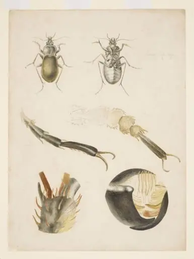 Magnified studies of a ground beetle