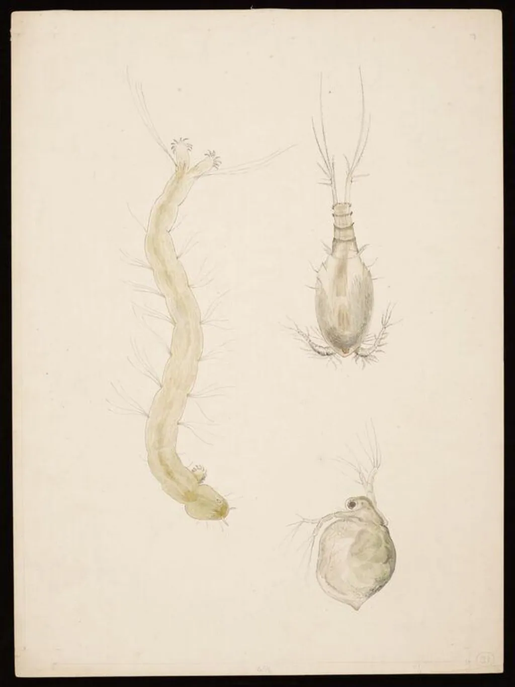 Magnified studies thought to show water-fleas and a midge lava, by Beatrix Potter, watercolor, 1887