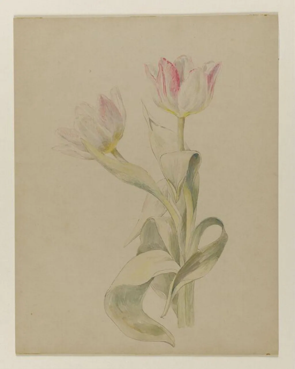 Pink and white tulips, by Beatrix Potter, watercolor, 1850