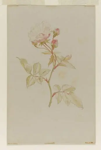 Pink rose, by Beatrix Potter