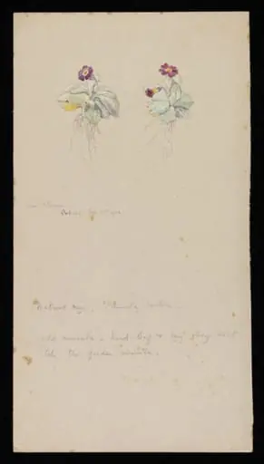 Primula Scotica, by Beatrix Potter