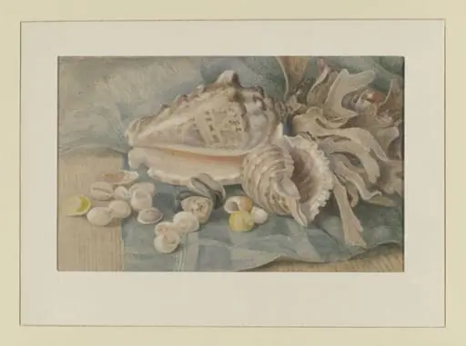 Shells and seaweed, by Beatrix Potter