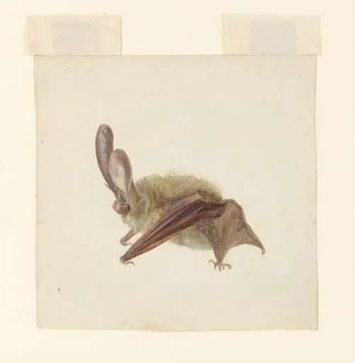 Side view of a bat with wings folded, by Beatrix Potter
