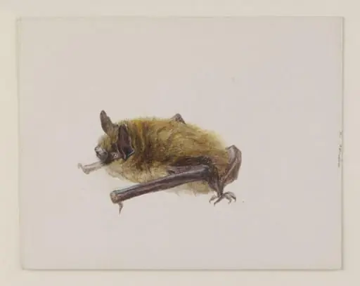 Side view of a bat with wings folded, by Beatrix Potter
