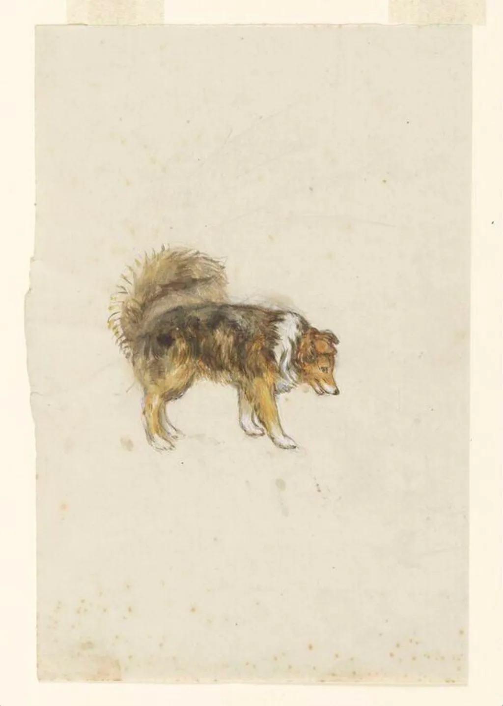 Side view of a dog, 'Kep', by Beatrix Potter, watercolor, 1908