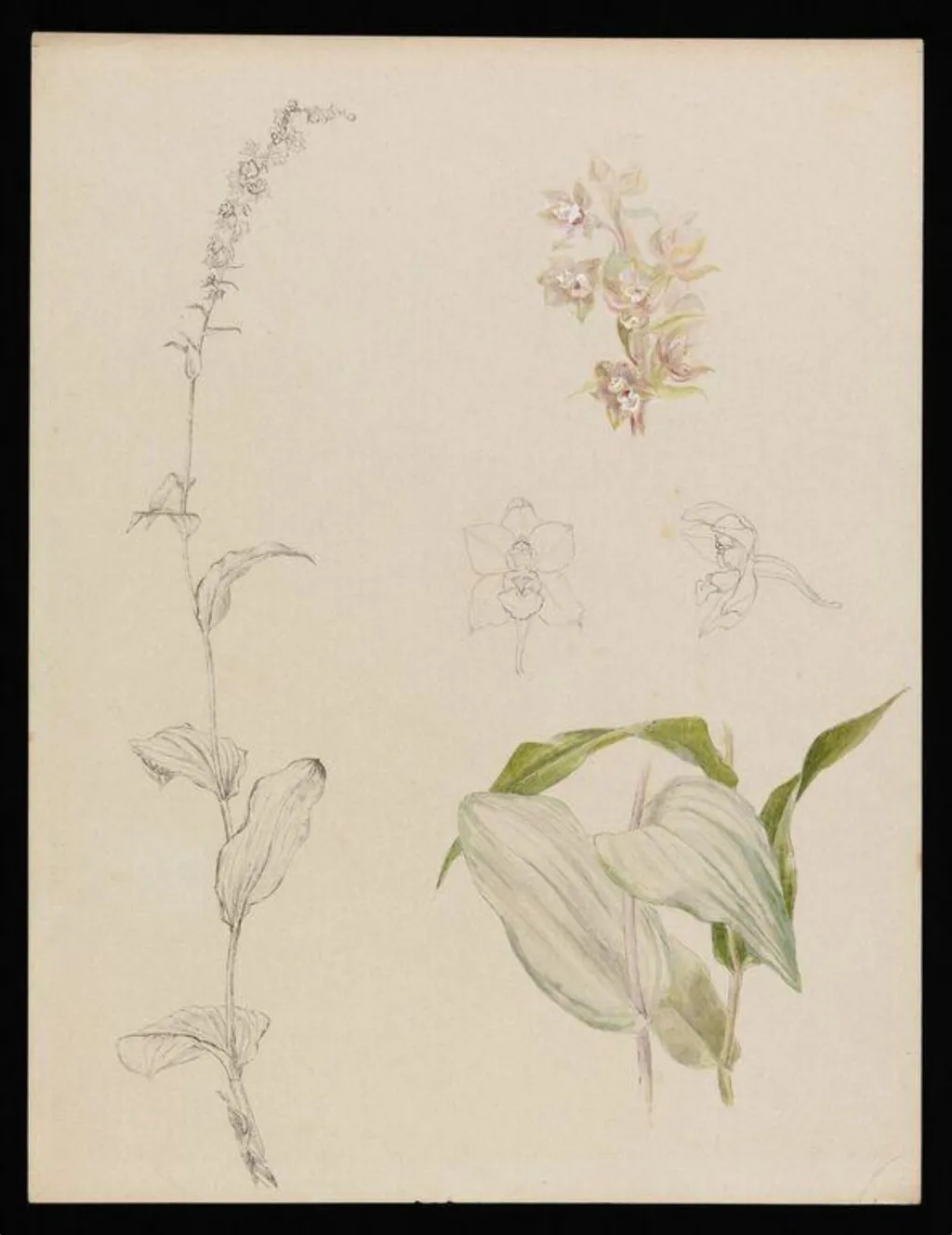 Sketches of marsh helleborine, by Beatrix Potter, watercolor, 1894