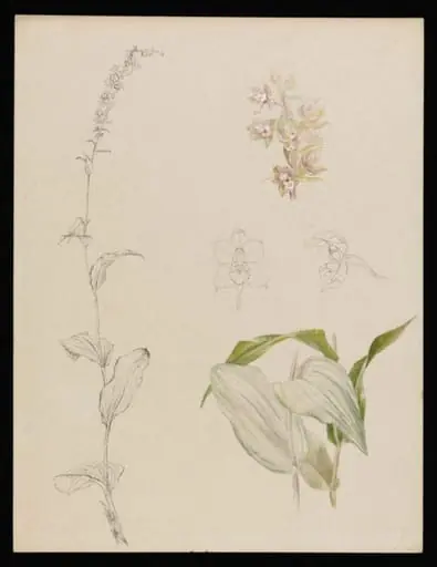 Sketches of marsh helleborine, by Beatrix Potter
