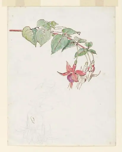 Spray of fuchsia flowers, by Beatrix Potter