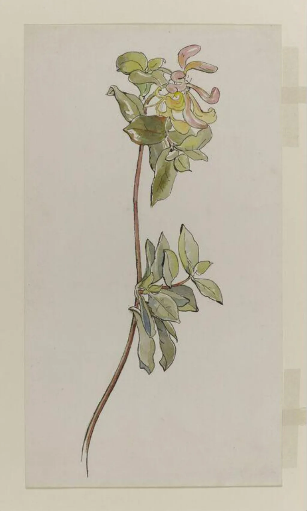 Spray of honeysuckle, by Beatrix Potter, watercolor, 1895