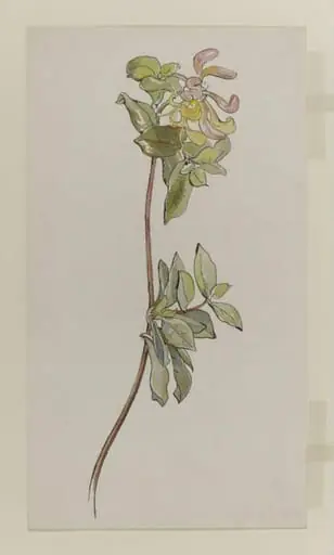 Spray of honeysuckle, by Beatrix Potter