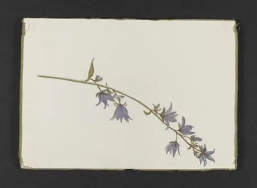 Spray of purple campanula, by Beatrix Potter
