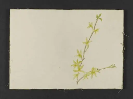 Spray of yellow forsythia, by Beatrix Potter