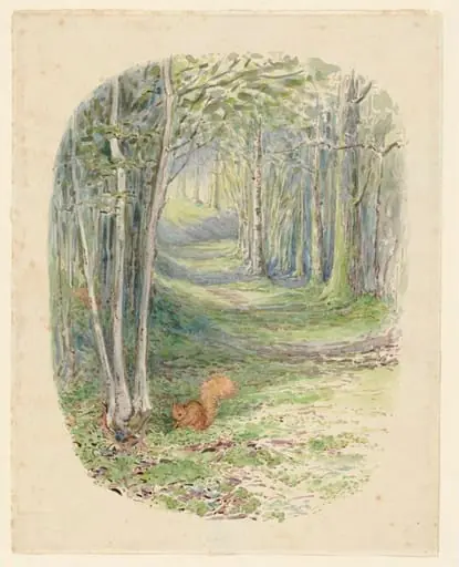Squirrel in a wood, by Beatrix Potter