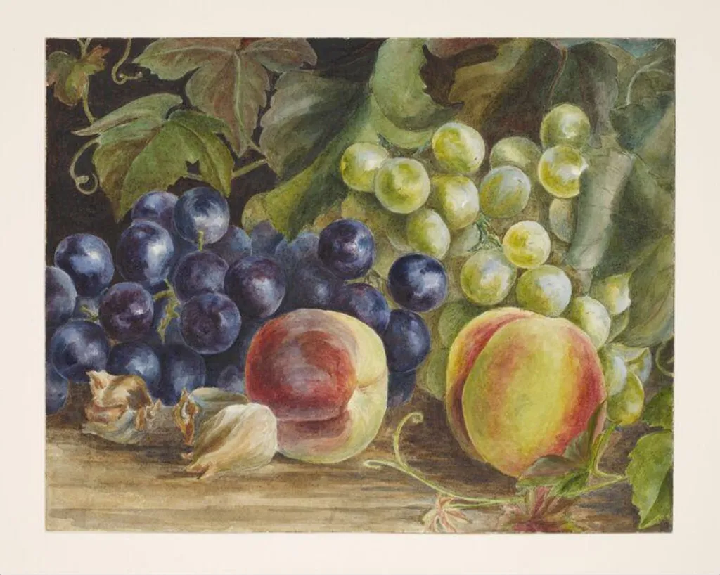 Still life drawing of grapes and peaches, by Beatrix Potter, watercolor, 1883