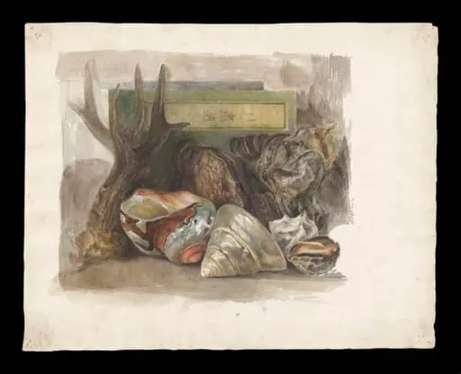 Still life study of sea shells, an antler and a Japanese drawing manual, by Beatrix Potter