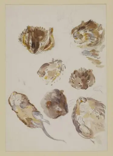 Studies of a field vole, by Beatrix Potter