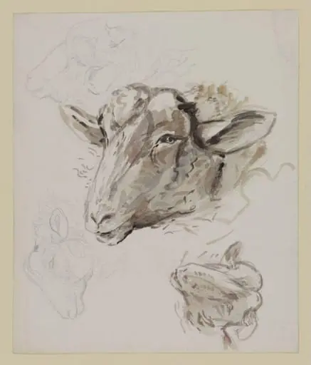 Studies of a sheep's head, by Beatrix Potter