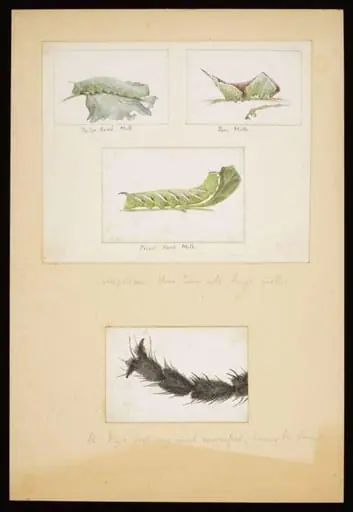 Studies of caterpillars and study of a magnified fly's foot, by Beatrix Potter