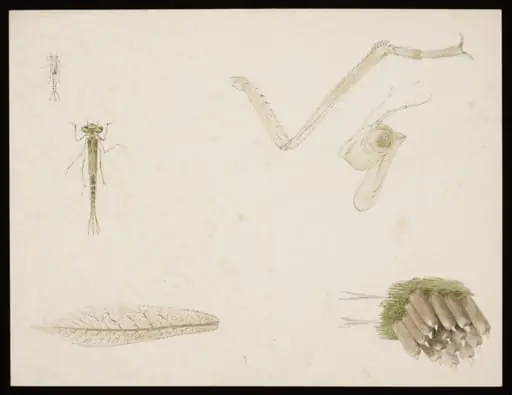 Studies of damselflies, by Beatrix Potter