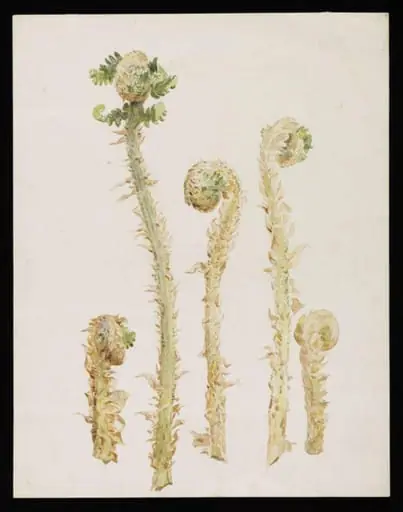 Studies of hart's-tongue fern, by Beatrix Potter