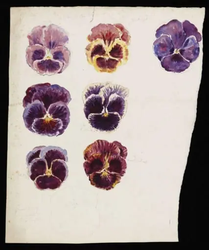 Studies of pansy flowers (recto) and highly magnified cell colonies (verso), by Beatrix Potter