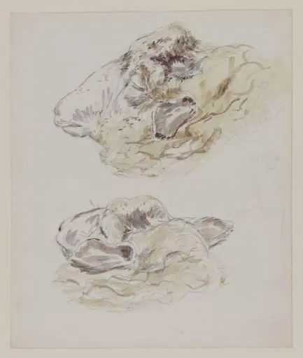 Studies of sheep's head, by Beatrix Potter