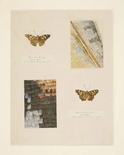 Studies of Small Tortoiseshell and Painted Lady butterflies, with magnified studies of the wings, by Beatrix Potter