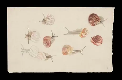 Studies of snails, by Beatrix Potter