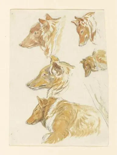 Studies of the head of a dog, 'Kep', by Beatrix Potter
