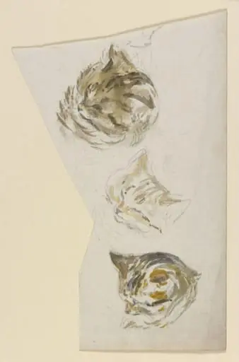 Studies of the head of a kitten, by Beatrix Potter