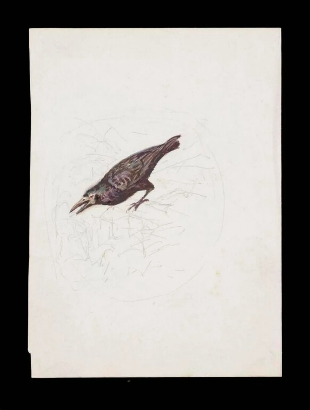 Study of a crow, with a faintly sketched background, by Beatrix Potter, watercolor, 1919