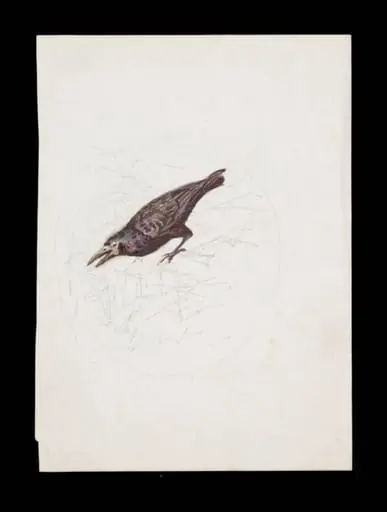 Study of a crow, with a faintly sketched background, by Beatrix Potter