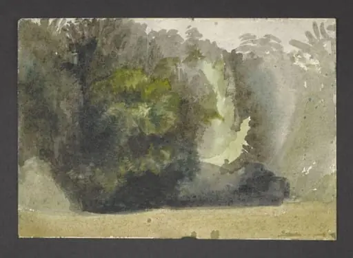 Study of a forest glade, by Beatrix Potter