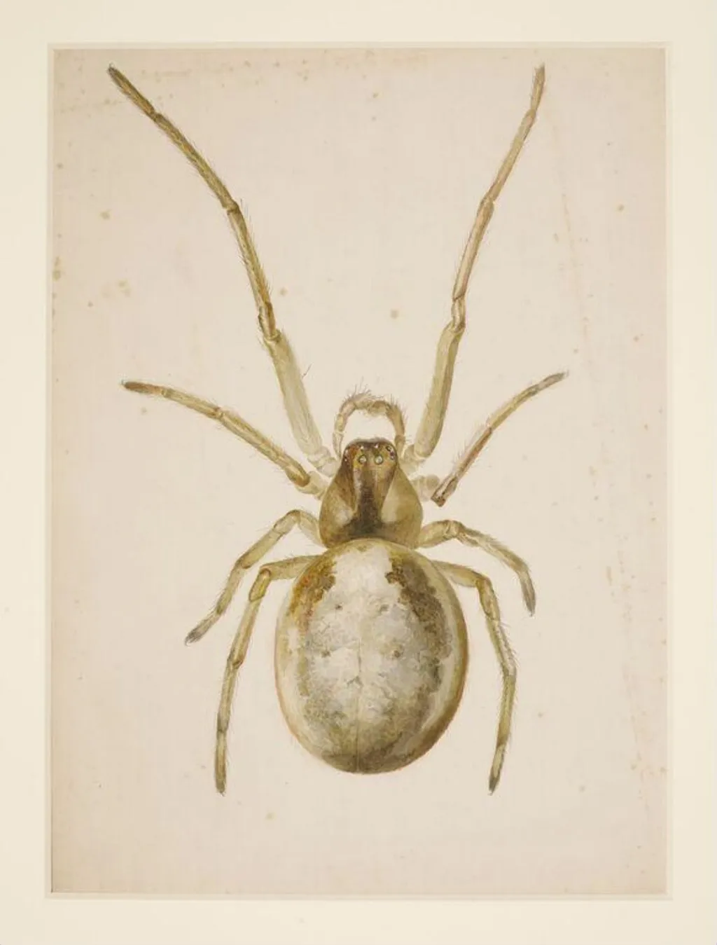 Study of a greenish-brown spider, by Beatrix Potter, watercolor, 14