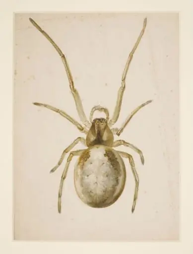 Study of a greenish-brown spider, by Beatrix Potter