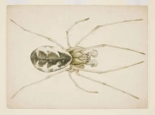 Study of a grey-brown spider (Linyphia triangularis), by Beatrix Potter