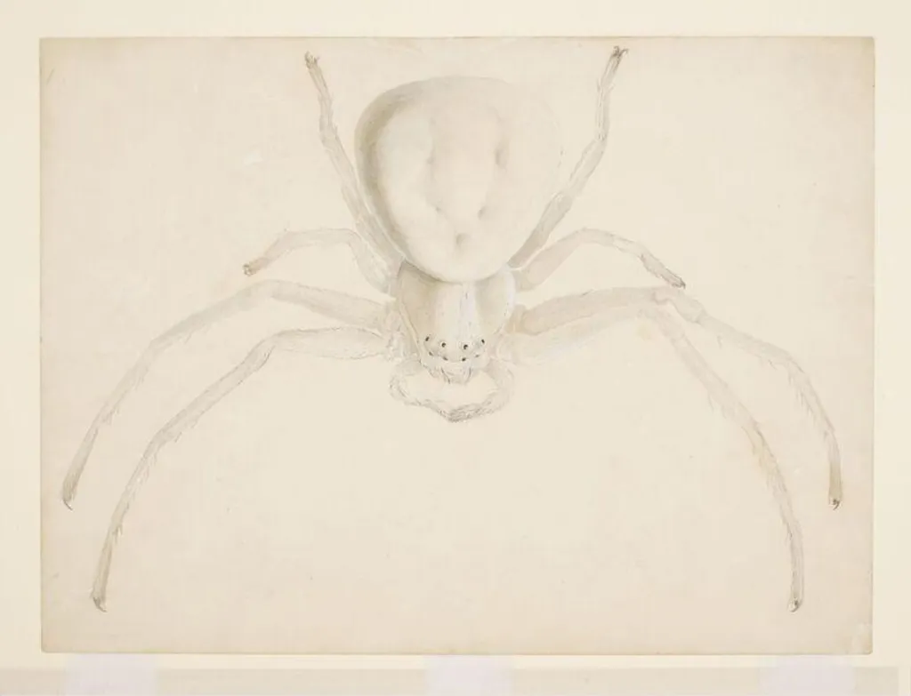Study of a light grey spider, by Beatrix Potter, watercolor, 1887