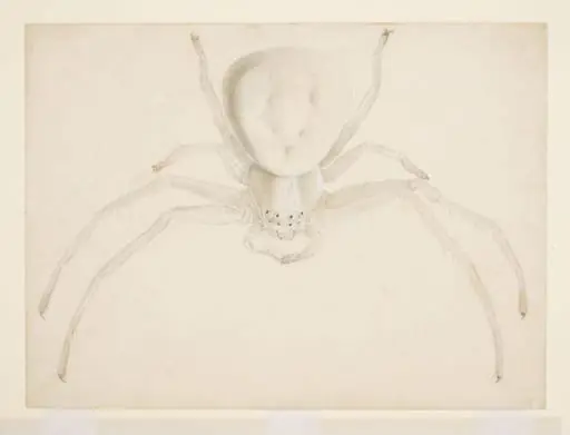 Study of a light grey spider, by Beatrix Potter