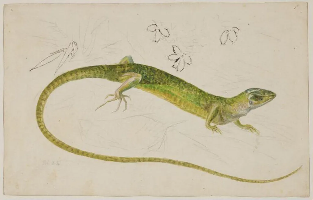 Study of a lizard, by Beatrix Potter, watercolor, 1884