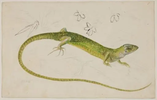 Study of a lizard, by Beatrix Potter