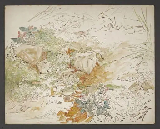Study of a patch of ground with plants and rocks, by Beatrix Potter
