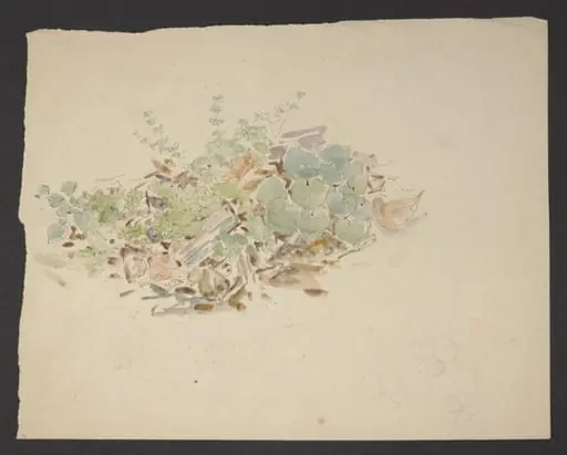 Study of a patch of ground with plants including clover, by Beatrix Potter