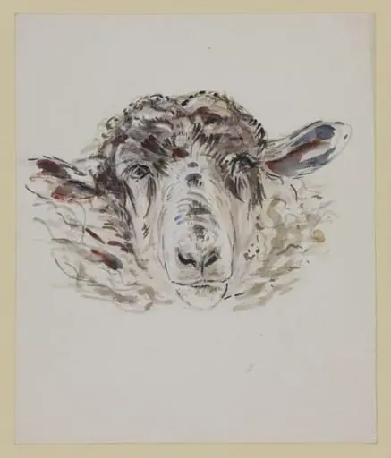 Study of a sheep's head, by Beatrix Potter