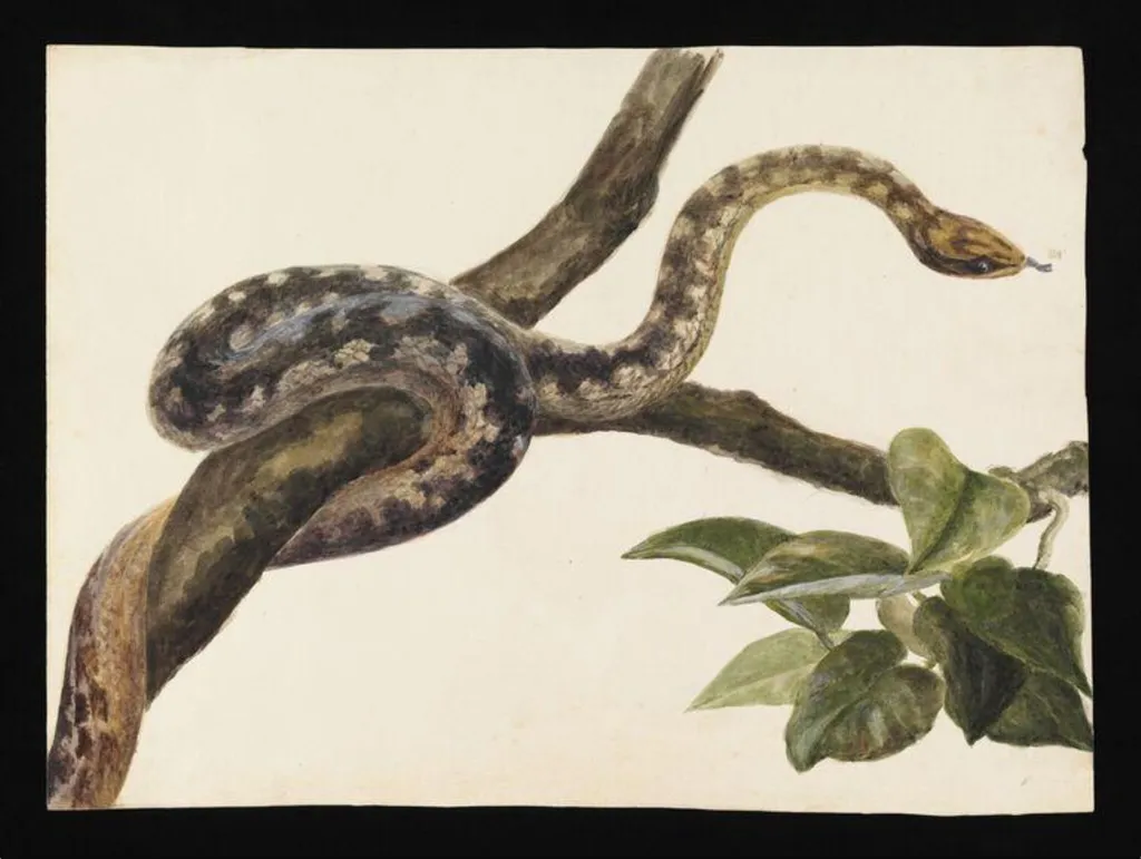 Study of a snake, by Beatrix Potter, watercolor, 1885