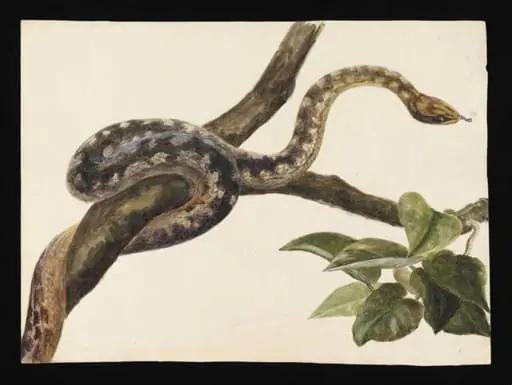 Study of a snake