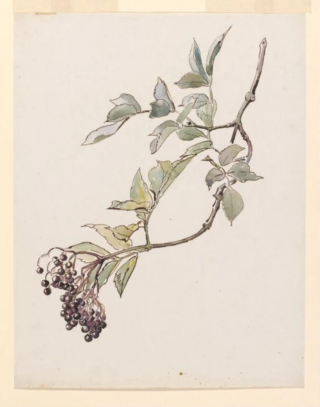 Study of a spray of elderberries, by Beatrix Potter, watercolor, 1895