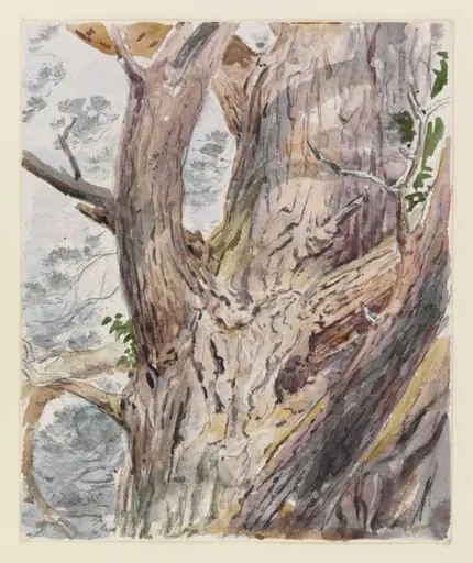 Study of a tree trunk, by Beatrix Potter