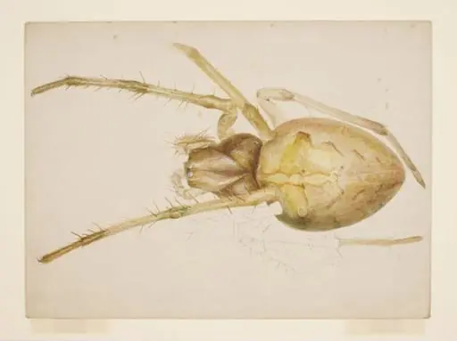 Study of a yellowish-brown spider, by Beatrix Potter