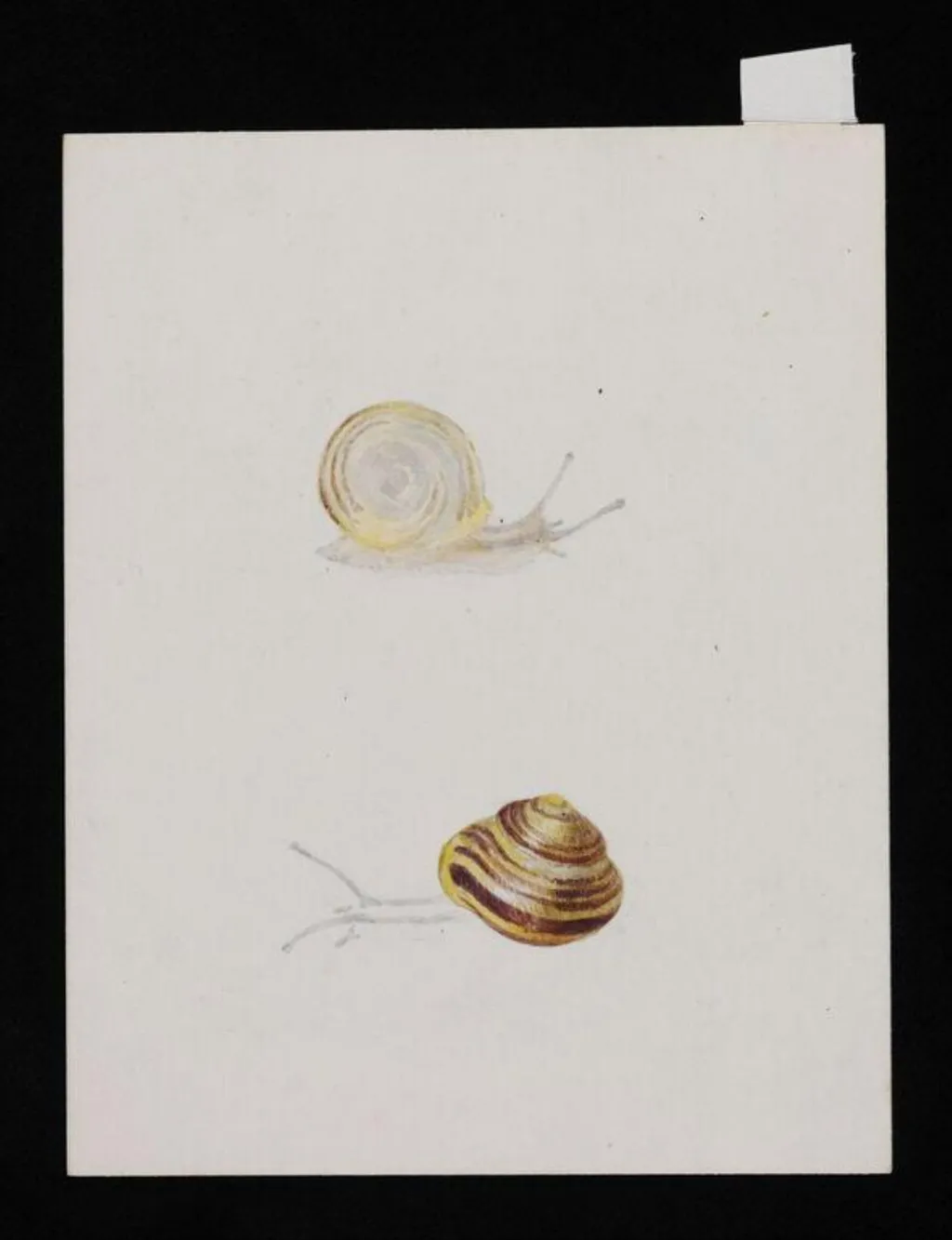 Study of two snails, by Beatrix Potter, watercolor, 1850