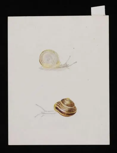 Study of two snails, by Beatrix Potter